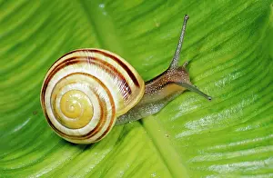 Spirals: White-lipped Banded SNAIL / Humbug Snail - on green leaf