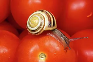 Spirals: White-lipped Banded SNAIL / Humbug Snail - on tomatoes