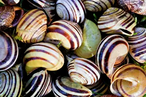 Hortensis: White-lipped Banded Snail - pile of empty shells