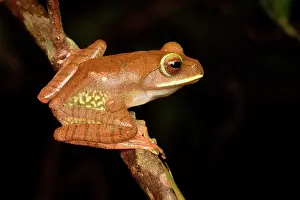 Treefrogs: White-lipped Bright-eyed Frog (Boophis albilabris