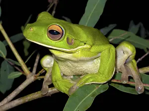 Litoria: White-lipped Green Tree Frog