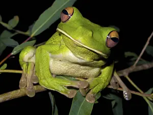 Litoria: White-lipped Green Tree Frog
