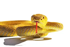 Flores: White-lipped Island Pit Viper (Trimeresurus insularis)
