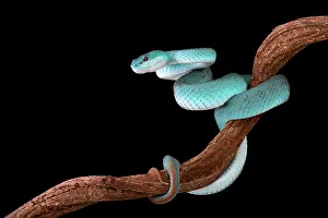Albolabris: White-lipped island pitviper (Trimeresurus albolabris