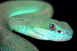 Albolabris: White-lipped island pitviper (Trimeresurus albolabris