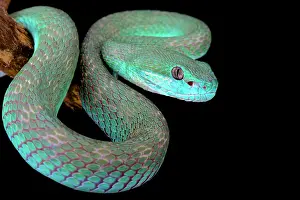 Albolabris: White-lipped island pitviper (Trimeresurus albolabris