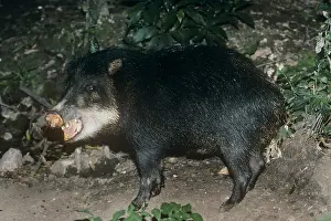 Peccaries: White-Lipped PECCARY