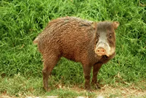 Albirostris: White-lipped PECCARY