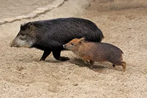 Peccary: White-lipped peccary (Tayassu pecari), adult, female