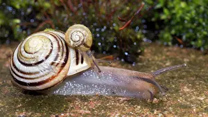 Hortensis: White-lipped Snail