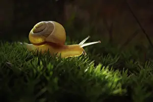 Molluscan: White-lipped snail