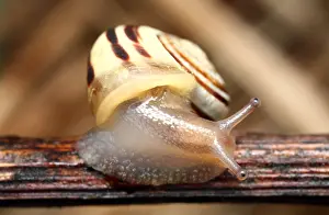Gastropod: White-lipped Snail (Cepaea hortensis)