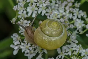 Lipped: White-lipped snail, Cepaea hortensis, feeding on