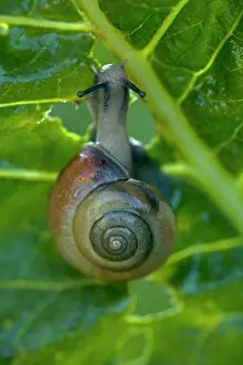 Horseradish: White-lipped Snail - feeding on horseradish leaves