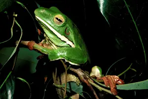 Infrafrenata: White-lipped tree frog