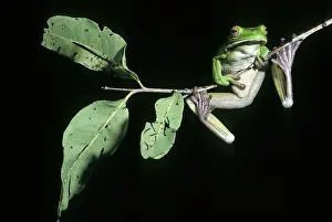 Treefrogs: White-lipped Tree Frog