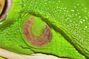 Infrafrenata: White Lipped Tree Frog - close up of ear