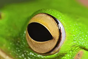 Infrafrenata: White Lipped Tree Frog - close up of eye