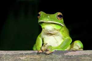 Infrafrenata: White-lipped Tree Frog - frontal view of an adult