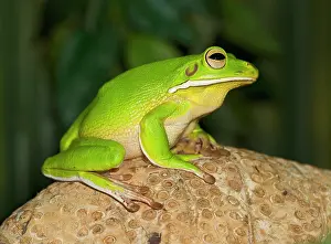 White Lipped Tree Frog - side view