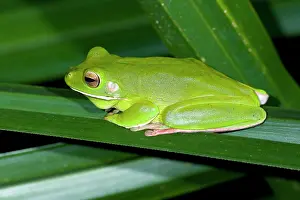 Pandanus: White-lipped Tree Frog - side view of an adult