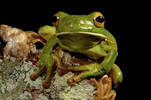 Litoria: White-lipped Treefrog (Litoria infrafrenata)