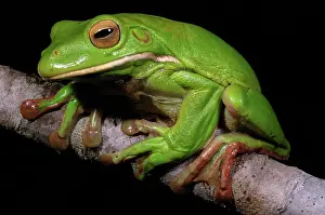 Litoria: White-lipped Treefrog (Litoria infrafrenata)