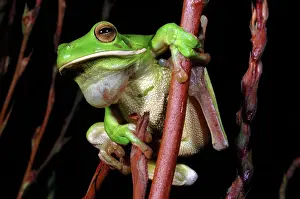 Litoria: White-lipped Treefrog (Litoria infrafrenata)