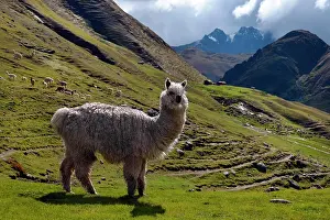Llamas: White Llama in the Andes, Ollantaytambo, near Cusco