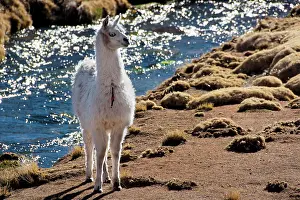 Llamas: White llama (Lama glama) in front of creek, Altiplano