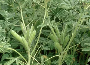 Pods: White lupin Seedpods
