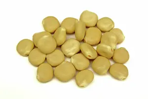 Lupine: White Lupine Beans