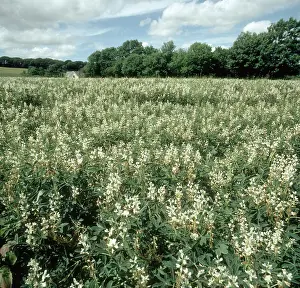 Lupine: White lupine flowers