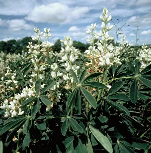 Lupine: White lupines in Flower