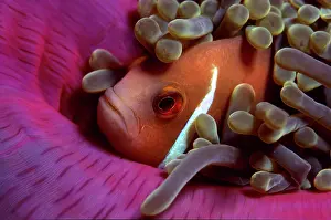 220818: White-maned anemonefish or pink anemonefish, Amphiprion