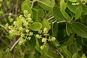 Racemosa: White Mangrove - in flower