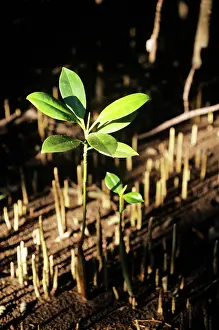 Seedlings: White Mangrove - seedlings