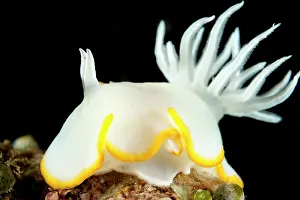 Pallida: White Mantle Glossodoris Nudibranch - Tanjung Ayami