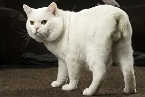 Manx: White Manx cat indoors