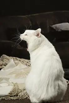 Manx: White Manx cat indoors
