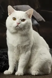 Manx: White Manx cat indoors