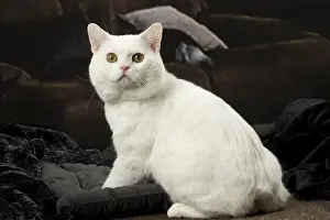 Manx: White Manx cat indoors