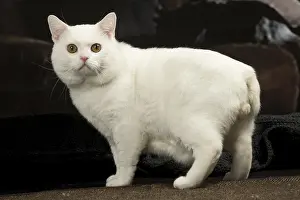 Manx: White Manx cat indoors