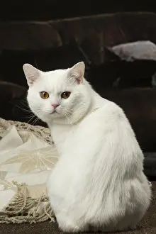 Manx: White Manx cat indoors