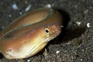 Eels: White-margined Moray on black sand