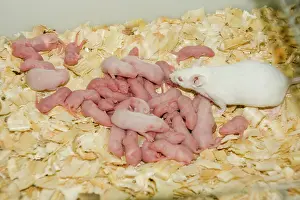 Bred: White Mice - adult with young - bred for food at