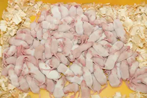 Bred: White Mice - bred for food at National Avian Research Centre