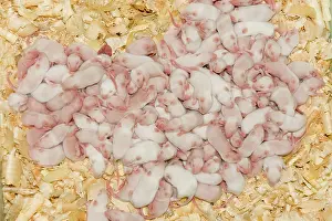 Bred: White Mice - bred for food at National Avian Research Centre