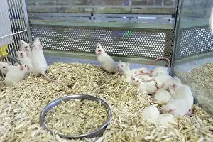 Shops: White Mice for sale in pet shop