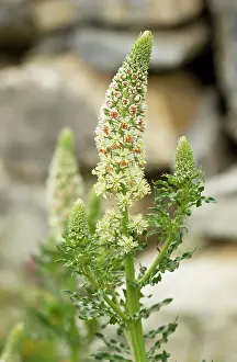 Mignonette: White Mignonette in flower Greece